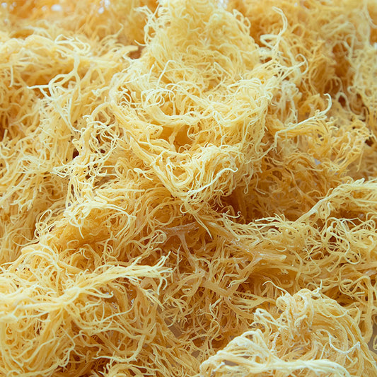 The Ultimate Guide to Sea Moss: Benefits, Types, and How to Use It